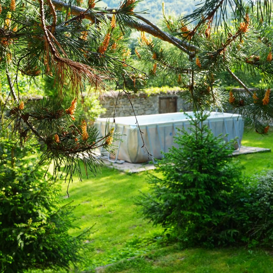 The garden and pool under the pines