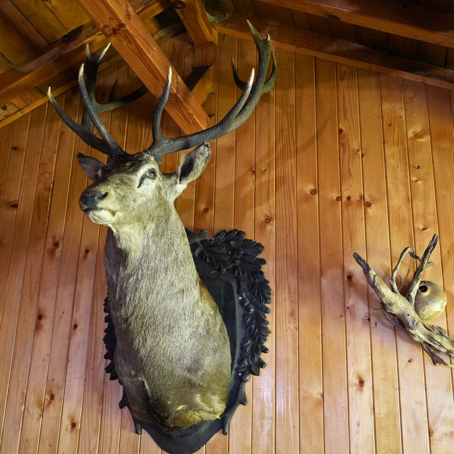 Deer trophy on the pine-clad wall